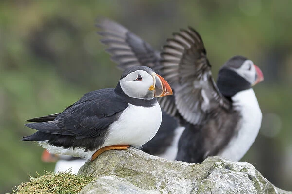 Atlantic Puffin (Fratercula arctica) in a puffinry on Mykines, part of the Faroe