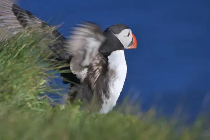 Framed Print : Atlantic Puffin (Fratercula arctica), Latrabjarg, Vestfirdhir, Iceland