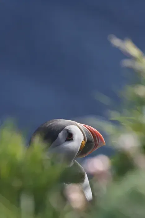 Framed Print : Atlantic Puffin (Fratercula arctica), Latrabjarg, Vestfirdhir, Iceland Framed Print : Atlantic Puffin (Fratercula arctica), Latrabjarg, Vestfirdhir, Iceland