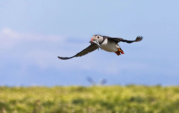 Atlantic Puffin (Fratercula arctica) flying and carrying fish in its beak, Northumberland
