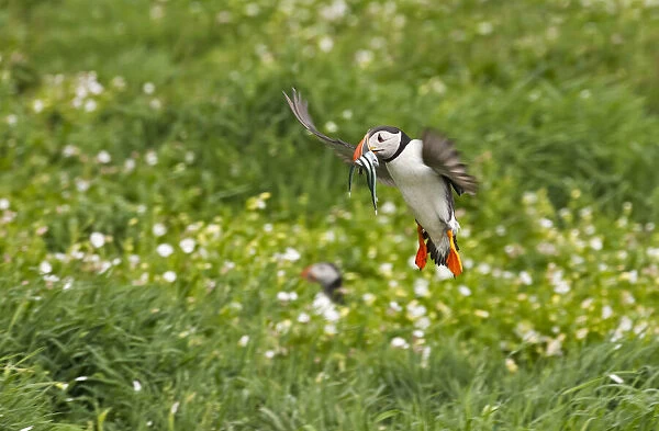 Atlantic Puffin (Fratercula arctica) flying over the meadow carrying fish in its beak