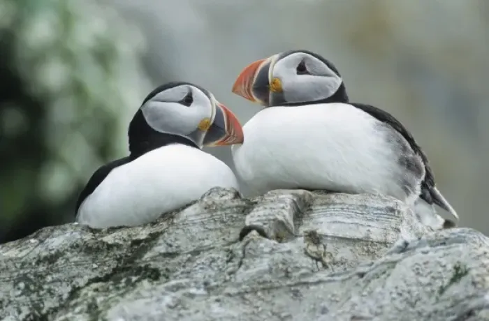 Framed Print : Atlantic Puffin, Fratercula arctica, pair, Hornoya Nature Reserve, Vardo, Norway
