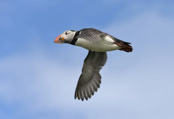 Framed Print : Atlantic Puffin (Fratercula arctica) flying, Northumberland, UK