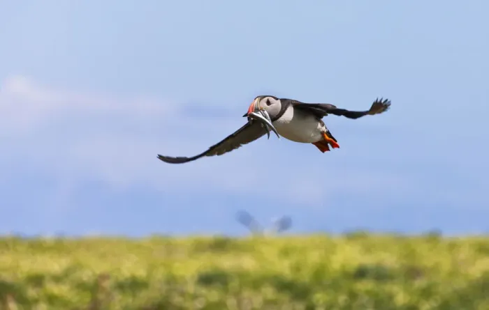 Framed Print : Atlantic Puffin (Fratercula arctica) flying and carrying fish in its beak, Northumberland Framed Print : Atlantic Puffin (Fratercula arctica) flying and carrying fish in its beak, Northumberland