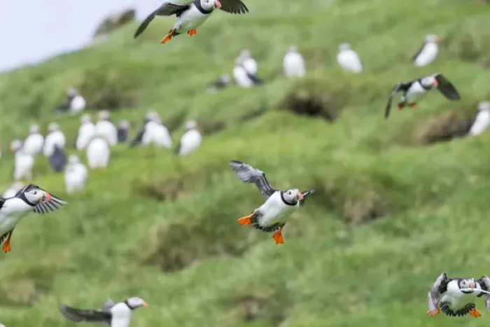 Framed Print : Atlantic Puffin (Fratercula arctica) in a puffinry on Mykines, part of the Faroe
