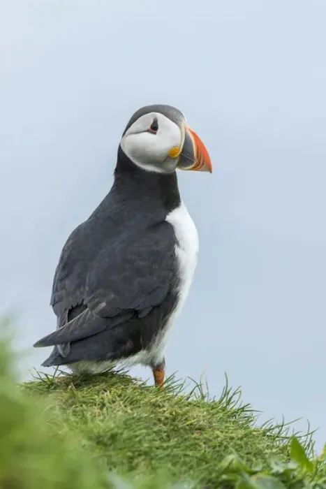 Framed Print : Atlantic Puffin (Fratercula arctica) in a puffinry on Mykines, part of the Faroe