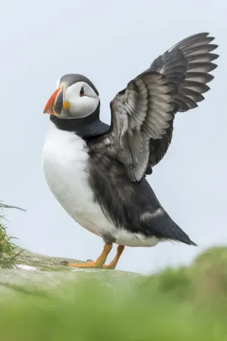 Framed Print : Atlantic Puffin (Fratercula arctica) in a puffinry on Mykines, part of the Faroe Framed Print : Atlantic Puffin (Fratercula arctica) in a puffinry on Mykines, part of the Faroe