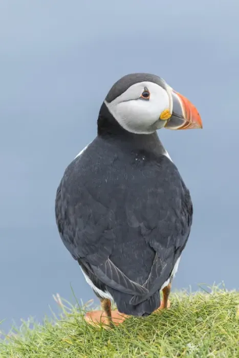 Framed Print : Atlantic Puffin (Fratercula arctica) in a puffinry on Mykines, part of the Faroe