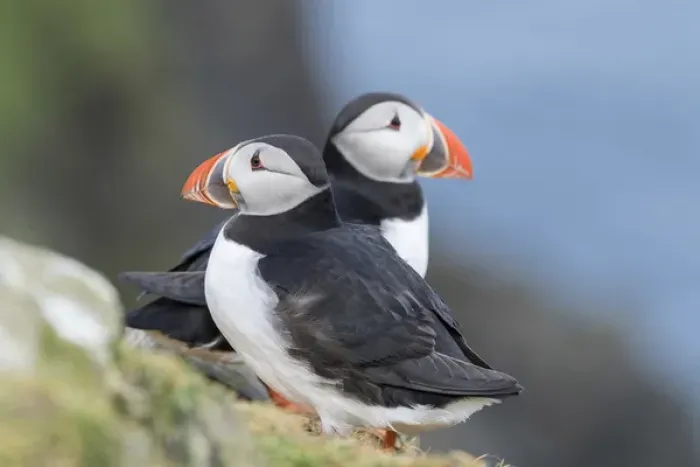 Framed Print : Atlantic Puffin (Fratercula arctica) in a puffinry on Mykines, part of the Faroe
