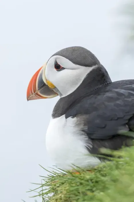 Framed Print : Atlantic Puffin (Fratercula arctica) in a puffinry on Mykines, part of the Faroe Framed Print : Atlantic Puffin (Fratercula arctica) in a puffinry on Mykines, part of the Faroe