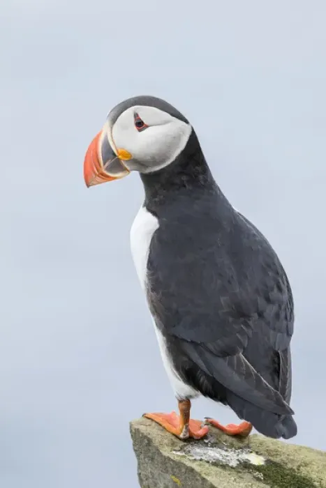 Framed Print : Atlantic Puffin (Fratercula arctica) in a puffinry on Mykines, part of the Faroe