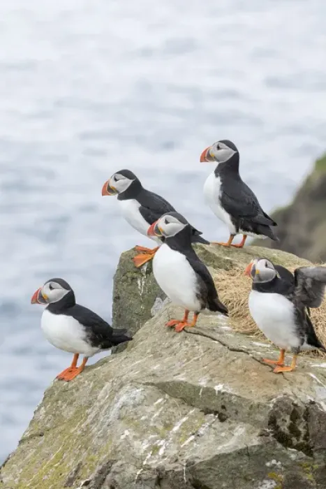 Framed Print : Atlantic Puffin (Fratercula arctica) in a puffinry on Mykines, part of the Faroe Framed Print : Atlantic Puffin (Fratercula arctica) in a puffinry on Mykines, part of the Faroe