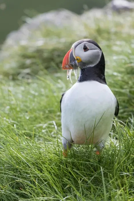Framed Print : Atlantic Puffin (Fratercula arctica) in a puffinry on Mykines, part of the Faroe