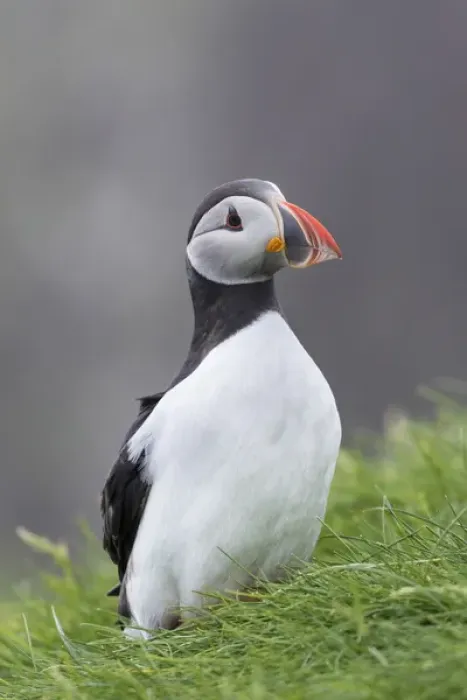 Framed Print : Atlantic Puffin (Fratercula arctica) in a puffinry on Mykines, part of the Faroe Framed Print : Atlantic Puffin (Fratercula arctica) in a puffinry on Mykines, part of the Faroe