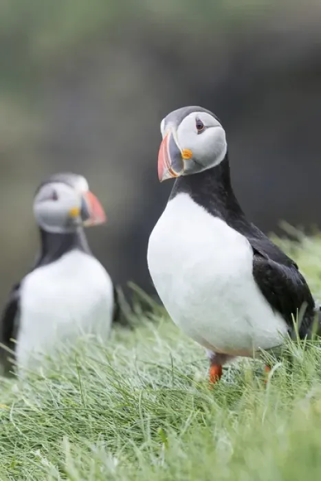 Framed Print : Atlantic Puffin (Fratercula arctica) in a puffinry on Mykines, part of the Faroe