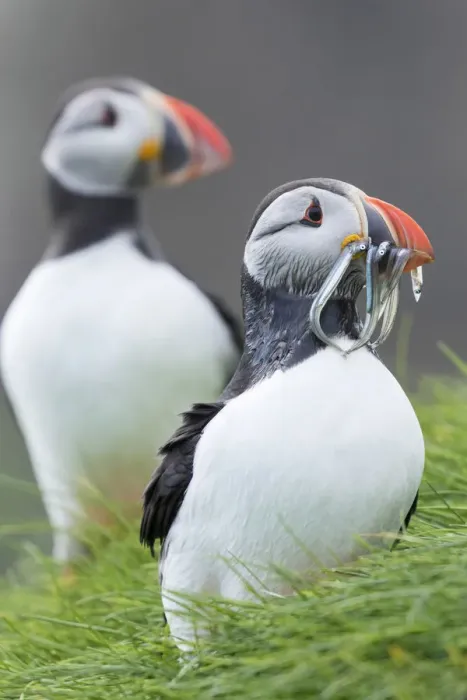 Framed Print : Atlantic Puffin (Fratercula arctica) in a puffinry on Mykines, part of the Faroe Framed Print : Atlantic Puffin (Fratercula arctica) in a puffinry on Mykines, part of the Faroe