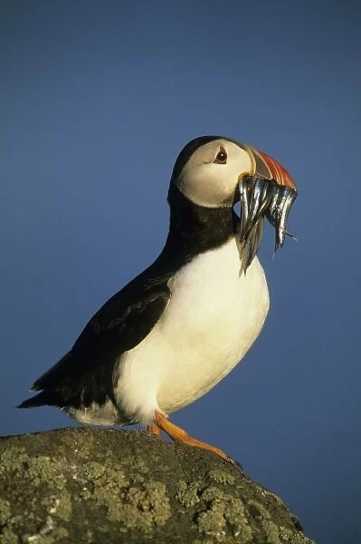 Atlantic Puffin, (Fratercula arctica), Scotland, Isle of May, Firth of Forth, Adult