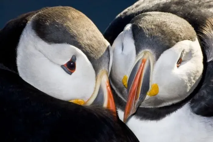 Framed Print : The Atlantic Puffin, a pelagic seabird, shown here in breeding colors. Latrabjerg peninsula