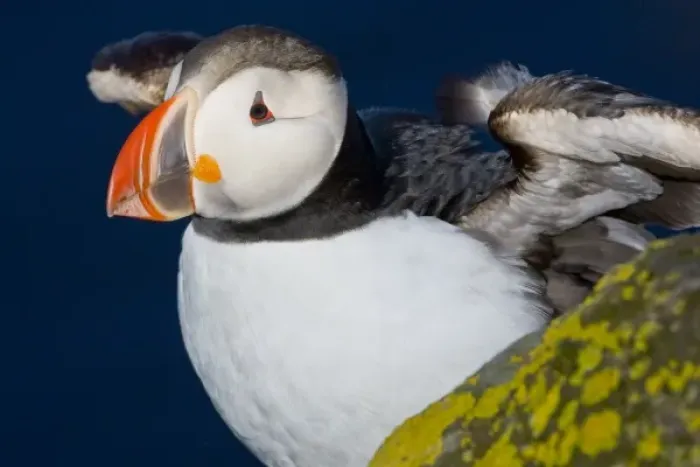 Framed Print : The Atlantic Puffin, a pelagic seabird, shown here in breeding colors. Latrabjerg peninsula