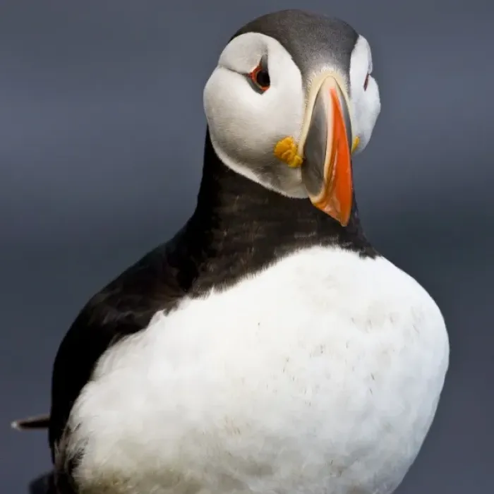 Framed Print : The Atlantic Puffin, a pelagic seabird, shown here in breeding colors. Latrabjerg peninsula Framed Print : The Atlantic Puffin, a pelagic seabird, shown here in breeding colors. Latrabjerg peninsula