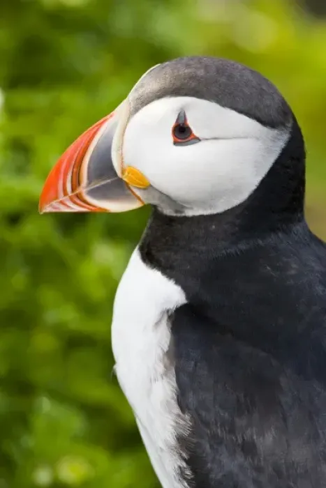 Framed Print : The Atlantic Puffin, a pelagic seabird, shown here in breeding colors. Latrabjerg peninsula Framed Print : The Atlantic Puffin, a pelagic seabird, shown here in breeding colors. Latrabjerg peninsula