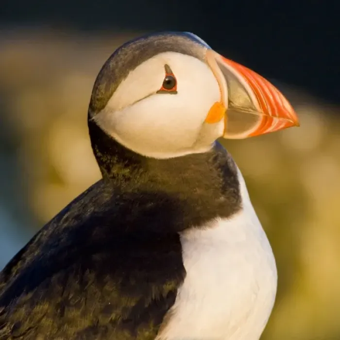 Framed Print : The Atlantic Puffin, a pelagic seabird, shown here in breeding colors. Latrabjerg peninsula