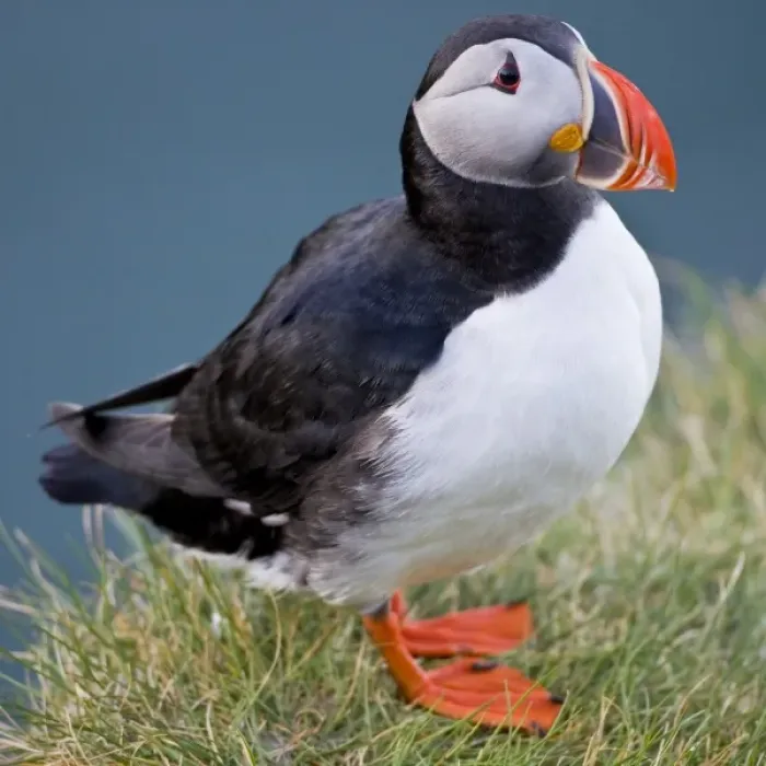 Framed Print : The Atlantic Puffin, a pelagic seabird, shown here in breeding colors Framed Print : The Atlantic Puffin, a pelagic seabird, shown here in breeding colors