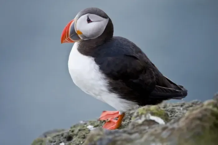 Framed Print : The Atlantic Puffin, a pelagic seabird, shown here in breeding colors Framed Print : The Atlantic Puffin, a pelagic seabird, shown here in breeding colors