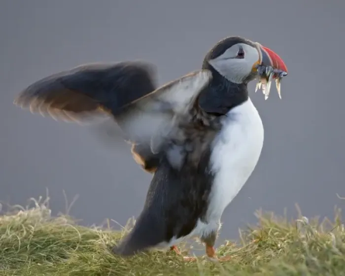 Framed Print : The Atlantic Puffin, a pelagic seabird, shown here in breeding colors Framed Print : The Atlantic Puffin, a pelagic seabird, shown here in breeding colors