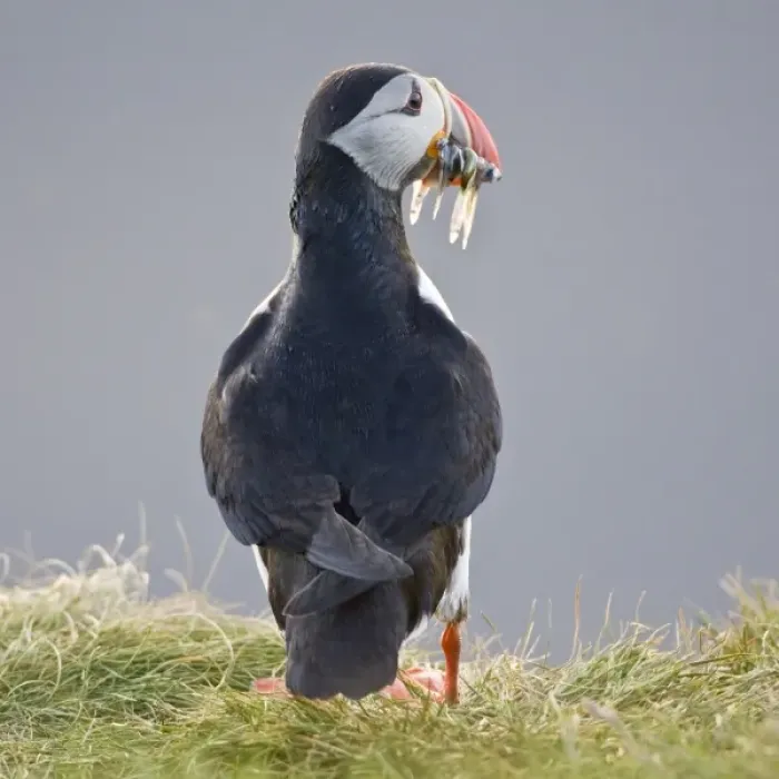 Framed Print : The Atlantic Puffin, a pelagic seabird, shown here in breeding colors Framed Print : The Atlantic Puffin, a pelagic seabird, shown here in breeding colors