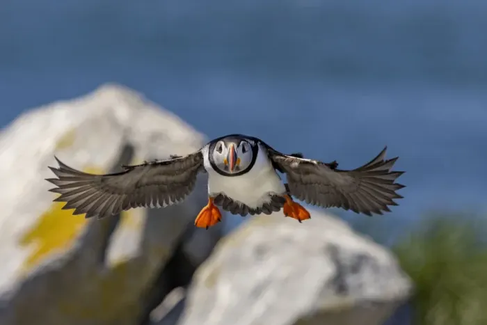 Framed Print : Atlantic Puffins in flight on Machias Seal island, Maine, USA