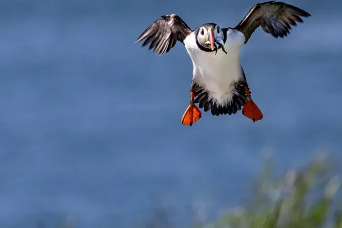 Framed Print : Atlantic puffins in flight on Machias Seal Island, Maine, USA Framed Print : Atlantic puffins in flight on Machias Seal Island, Maine, USA