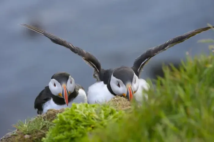 Framed Print : Atlantic Puffins (Fratercula arctica), Latrabjarg, Vestfirdhir, Iceland Framed Print : Atlantic Puffins (Fratercula arctica), Latrabjarg, Vestfirdhir, Iceland
