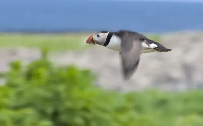 Framed Print : Atlantic Puffins (Fratercula arctica) flying, Northumberland, UK