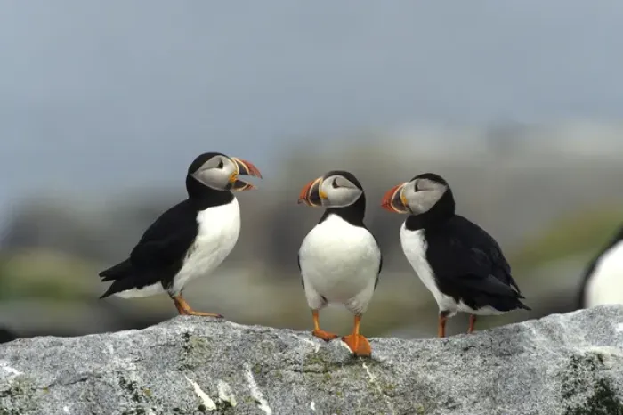 Framed Print : Atlantic Puffins (Fratercula arctica) Machias Seal Island, Canada