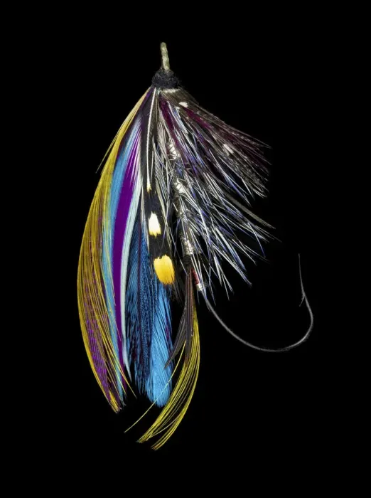 Framed Print : Atlantic Salmon Fly designs Jay Body Framed Print : Atlantic Salmon Fly designs Jay Body