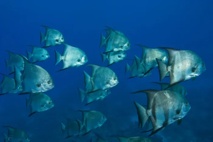 Framed Print : Atlantic Spadefish (Chaetodterus faber) Hol Chan Marine Park, Ambergris Caye, Belize Framed Print : Atlantic Spadefish (Chaetodterus faber) Hol Chan Marine Park, Ambergris Caye, Belize