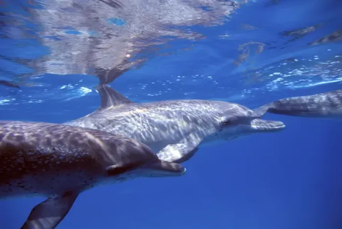 Framed Print : Atlantic spotted dolphins. Bahamas