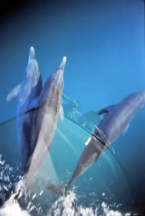 Framed Print : Atlantic spotted dolphins. Bimini, Bahamas