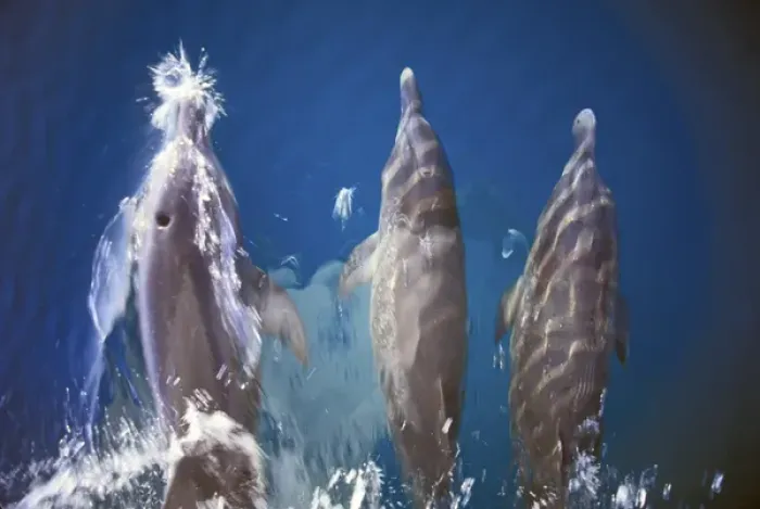 Framed Print : Atlantic spotted dolphins. Bimini, Bahamas Framed Print : Atlantic spotted dolphins. Bimini, Bahamas