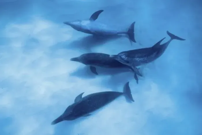 Framed Print : Atlantic spotted dolphins. Bimini, Bahamas Framed Print : Atlantic spotted dolphins. Bimini, Bahamas
