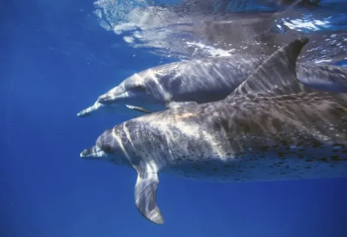 Framed Print : Atlantic spotted dolphins. Bimini, Bahamas