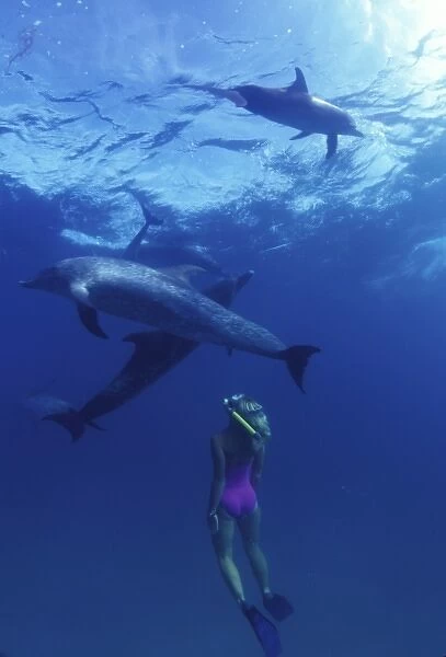 Atlantic spotted dolphins. Bimini, Bahamas. (MR)