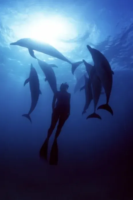 Framed Print : Atlantic spotted dolphins. Bimini, Bahamas. (MR) Framed Print : Atlantic spotted dolphins. Bimini, Bahamas. (MR)