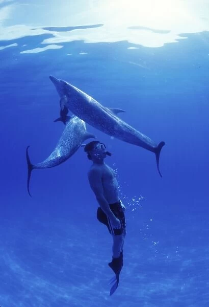Atlantic spotted dolphins. Bimini, Bahamas. (MR)