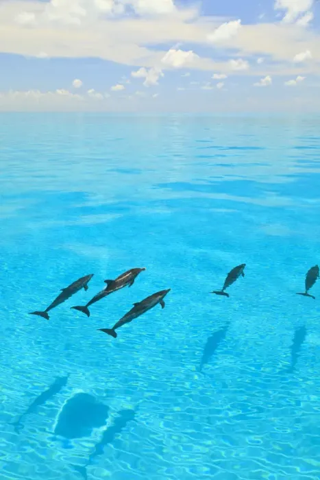 Framed Print : Atlantic Spotted Dolphins (Stenella frontalis), White Sand Ridge, Bahamas, Caribbean