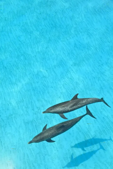 Framed Print : Atlantic Spotted Dolphins (Stenella frontalis), White Sand Ridge, Bahamas, Caribbean Framed Print : Atlantic Spotted Dolphins (Stenella frontalis), White Sand Ridge, Bahamas, Caribbean