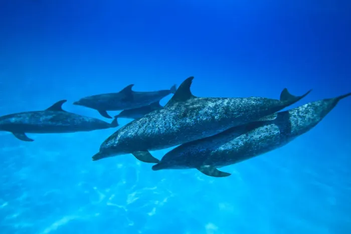 Framed Print : Atlantic Spotted Dolphins (Stenella frontalis), White Sand Ridge, Bahamas, Caribbean