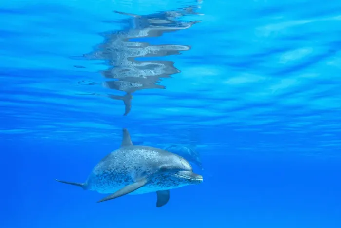 Framed Print : Atlantic Spotted Dolphins (Stenella frontalis), White Sand Ridge, Bahamas, Caribbean