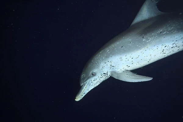 Atlantic Spotted Dolphins (Stenella frontalis) feeding on flying fish at night, White Sand Ridge
